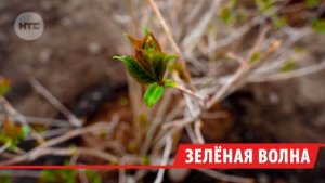«Зелёная волна» докатилась до Иркутской области: волонтёры озеленяют города