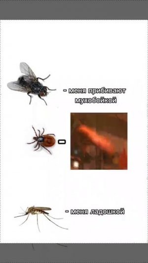 Клещ
