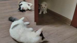 Мама-кошка и три котенка. Забавная игра в котенка Микки.