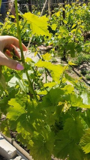 Надо привязывать виноград🍇