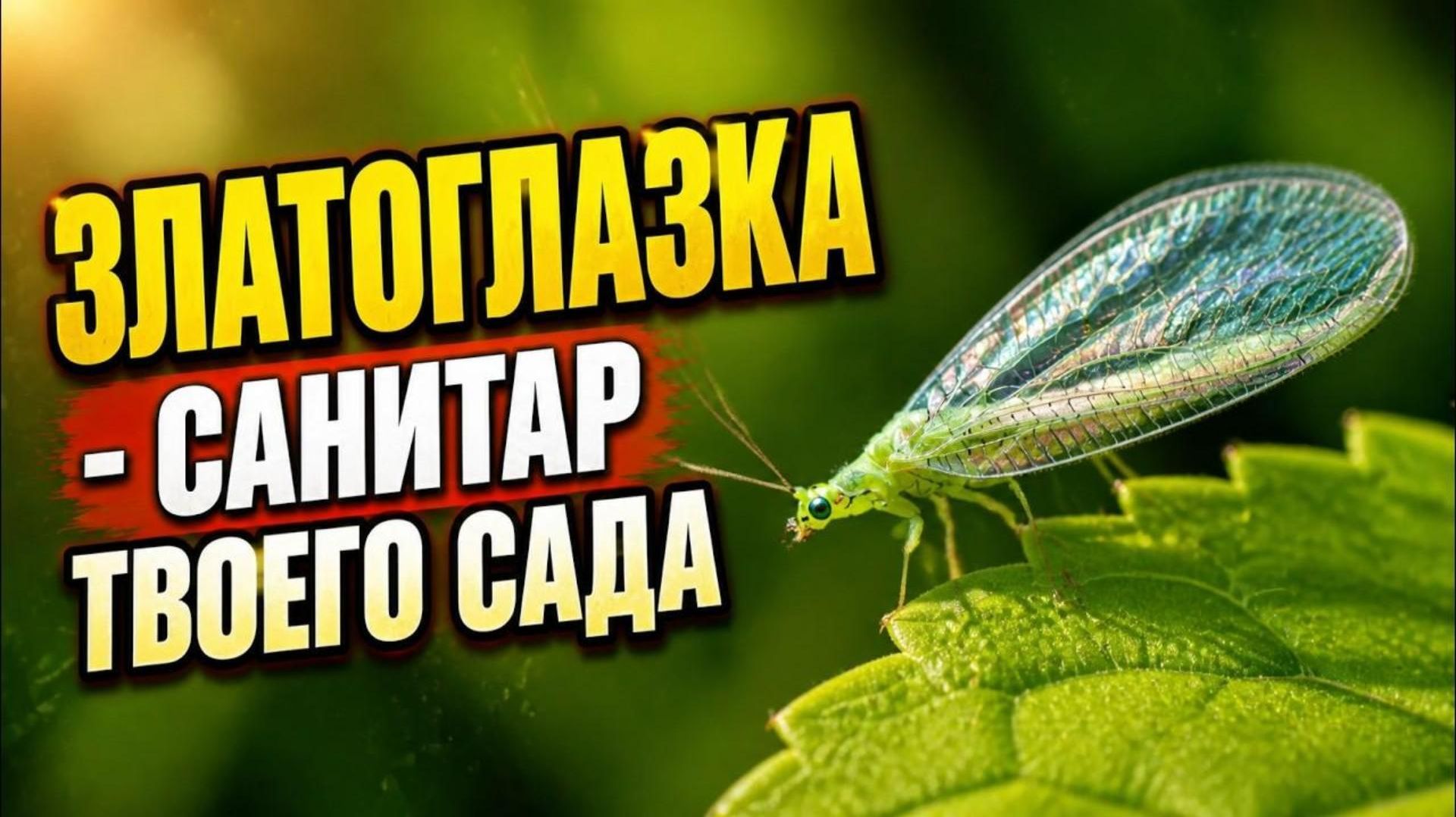 ЗЛАТОГЛАЗКА - Она выглядит как сказочное насекомое, но это хищник!