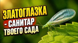ЗЛАТОГЛАЗКА - Она выглядит как сказочное насекомое, но это хищник!