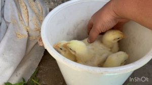 Нашим бройлерам 9 дней