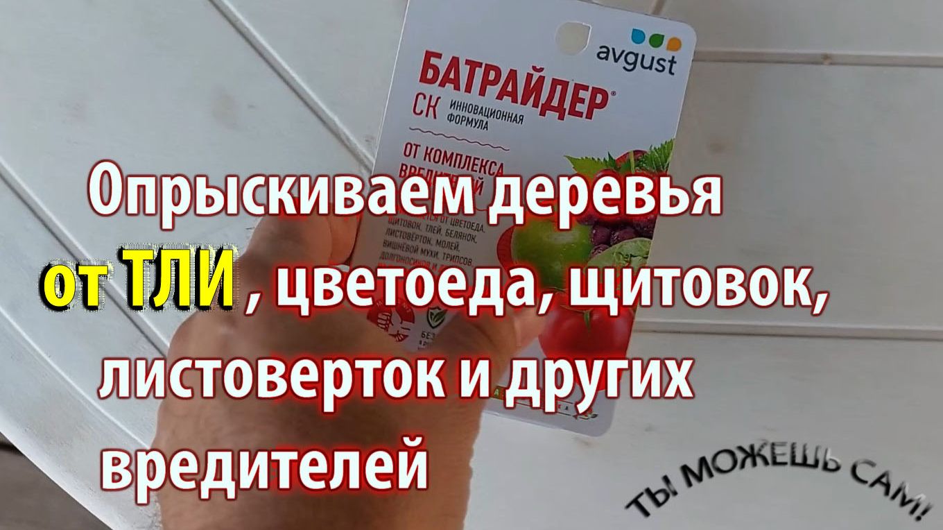 Чем и как Опрыскивать деревья от тли, цветоеда, щитовок, листоверток и других вредителей