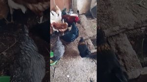 куры на сутки остаются без присмотра
