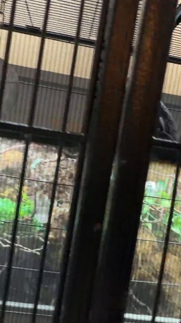 18-05-2026. Попугай 🦜 породы Жако. смотреть онлайн