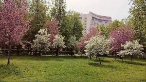 Цветение в парке на острове Декабристов!Петербург!