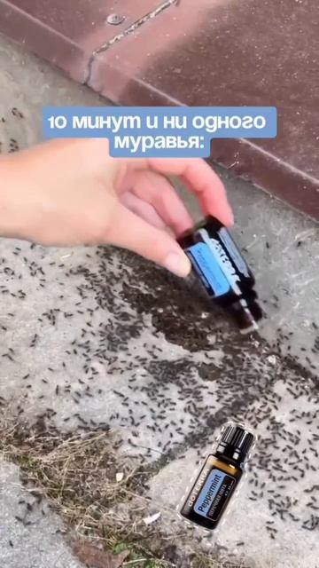 Ну что садоводы, огородники  даю вам СУПЕР МЕТОД по борьбе с муравьяви. Делюсь СВОИМ опытом.