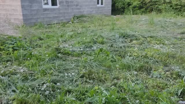 Гуляю по фруктовому лесу на своём участке