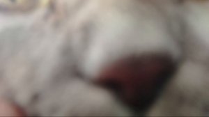 Эдит на мою кошку