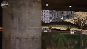 Что, если бы морские существа могли летать? Сравнение скорости рыб.