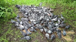 Любовь и Голуби   🐕 Жил Был Пёс 🐕 Пёс 🐕 Чибо  🐕🦺  🐦 🐦 🐦 Моя Жизнь Кино 🎬 Музей Псов