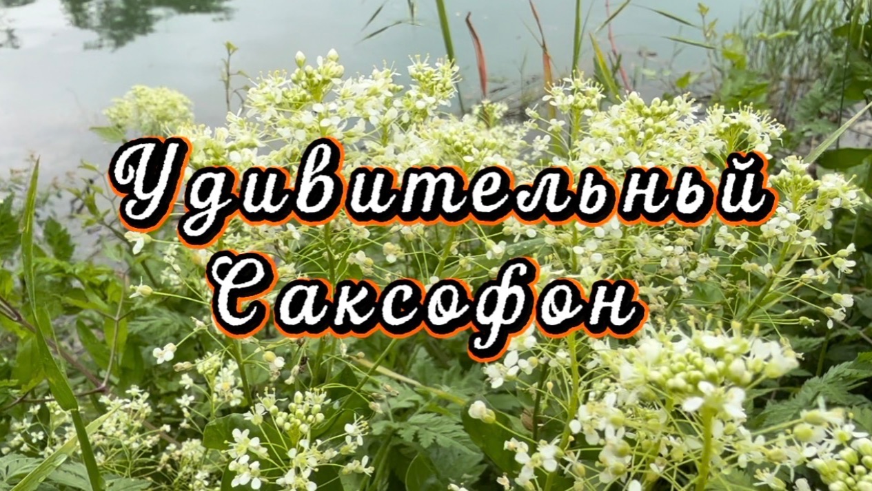 Прекрасный саксофон, удивительно красивая музыка для души