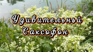 Прекрасный саксофон, удивительно красивая музыка для души