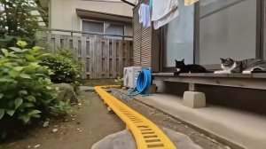 Cats Roller Coaster🥝