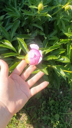 Распустился розовый пион)