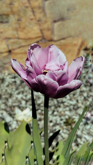 Тюльпаны 🌷