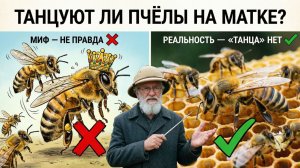 Правда ли, что пчёлы «танцуют» на брюшке матки при яйцекладке? Отвечает профессор Кашковский 🐝💃