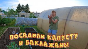 Посадили капусту и баклажаны
