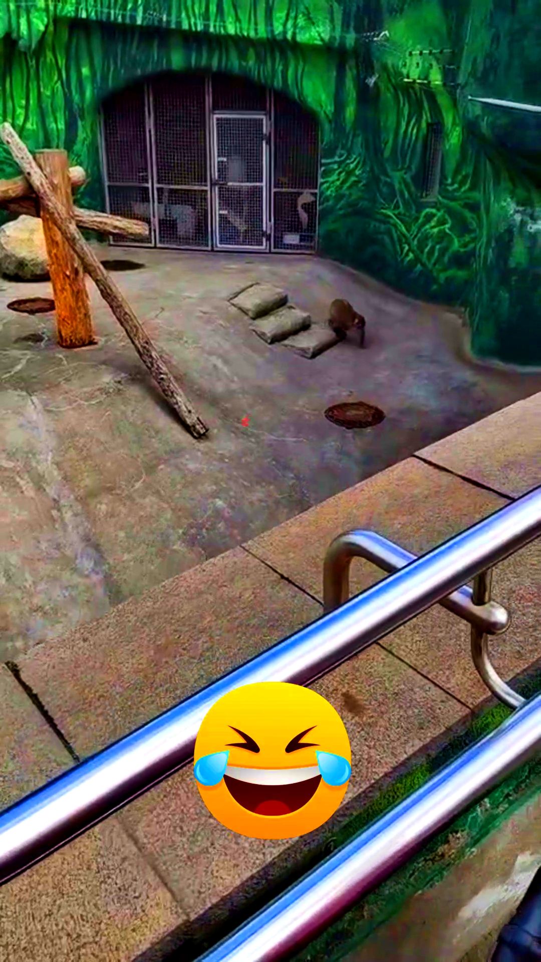 В ЗООПАРКЕ🤣 смотреть онлайн