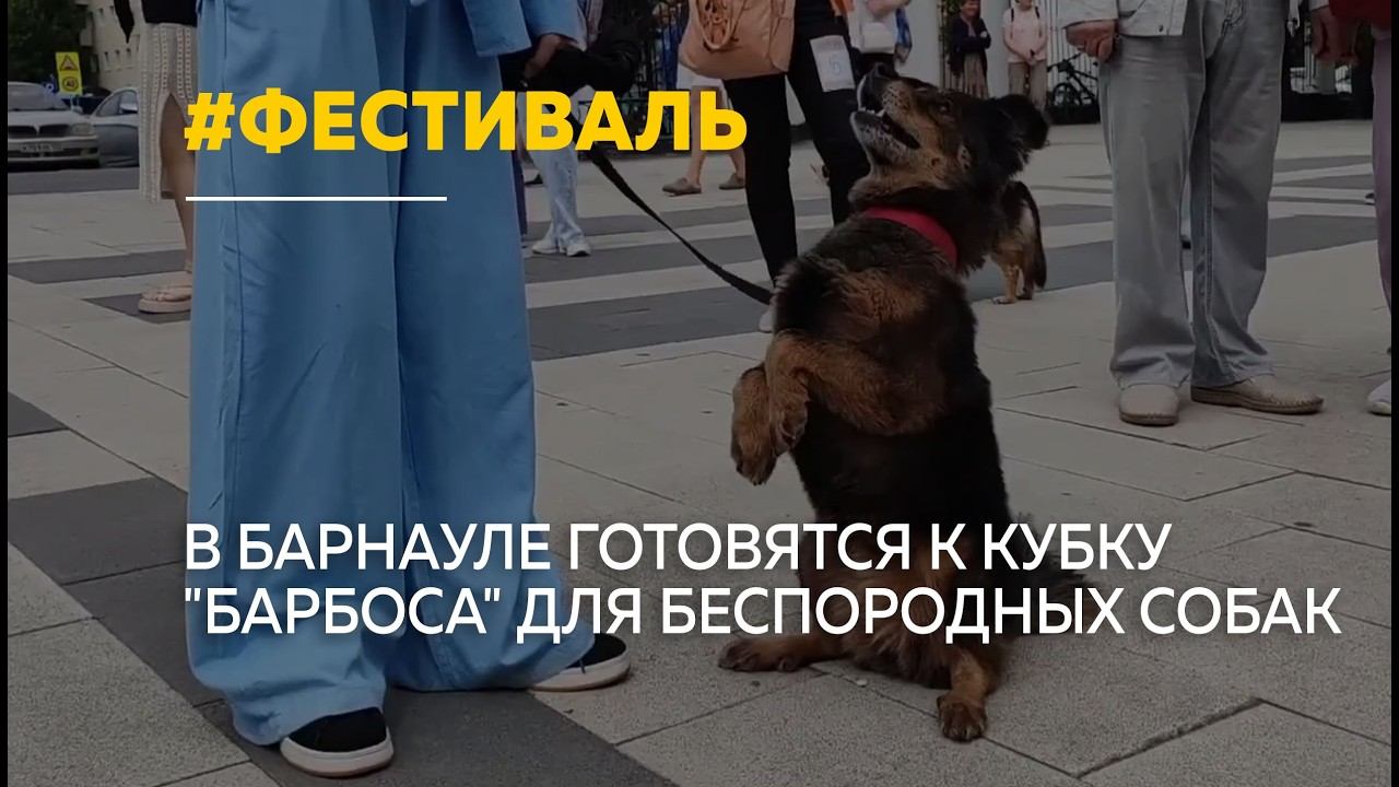 В Барнауле пройдет фестиваль для беспородных собак смотреть онлайн