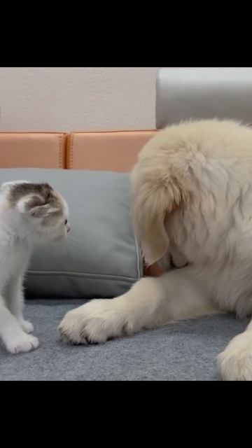 Маленький котёнок и щенок стали лучшими друзьями ❤️🐱🐶