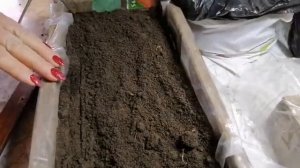 Быстрый способ посадить помидоры на рассаду
