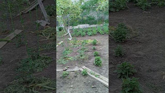 1000104931.mp4вечер пятницы