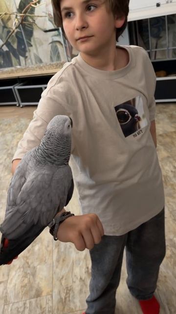 18-05-2026. Попугай 🦜 Жако. смотреть онлайн