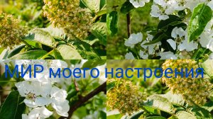 19.05.26 Дача Выборг.Груша цветет.Высадила рассаду.