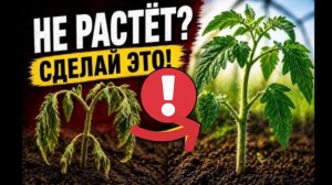 3 ошибки, которые тормозят рост томатов!