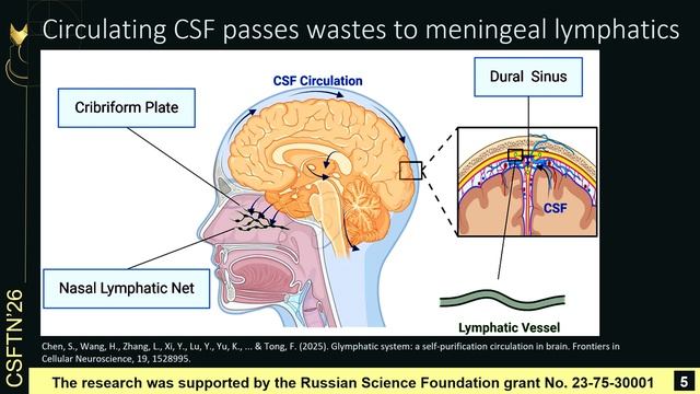 Cerebrospinal Fluid Circulation And Cerebral Waste Management