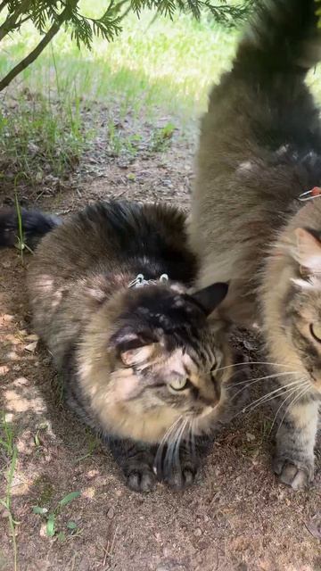 Мерфи и Альф вышли погулять #shorts #cat #котики #коты
