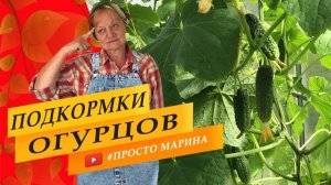 Чем подкармливать огурцы, когда и как в течение сезона.