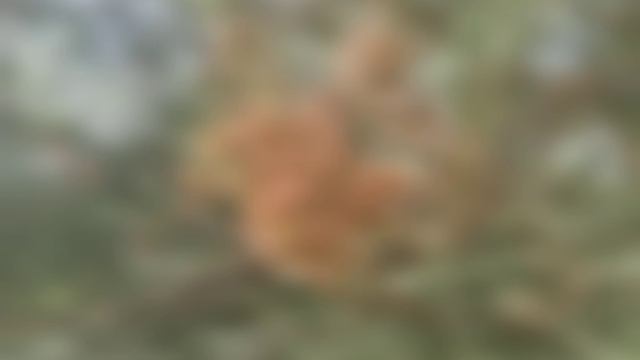 МАЙСКИЕ ЦВЕТЫ смотреть онлайн