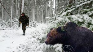 В метель вышел на здорового медведя.