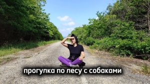Пение птиц, зеленый лес, собаки устали