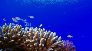 OCEAN CREATURES Learn Sea Animals in 8K HDR ULTRA HD - Rare Deep Sea Animal & Marine Life TV 120FPS