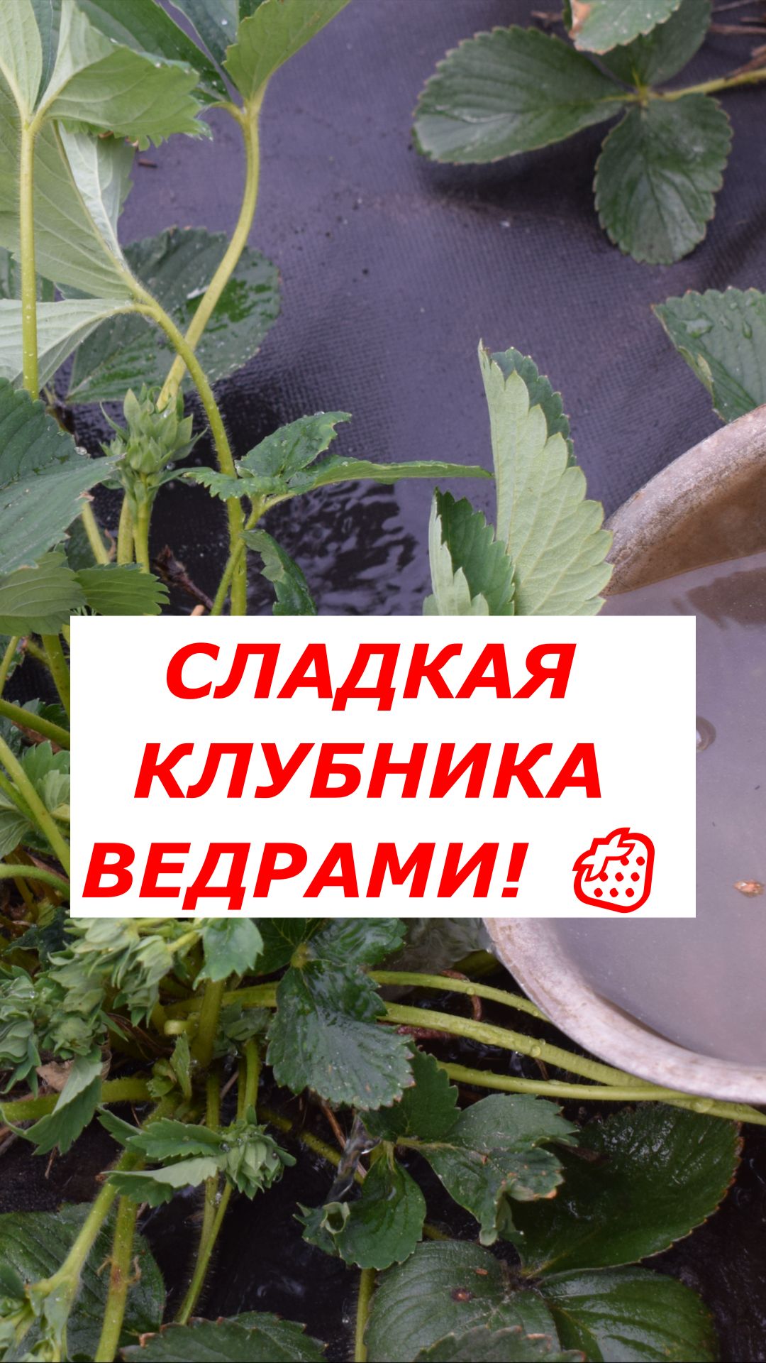 Секретная подкормка для сладкой клубники: ведра урожая без химии! 🔥