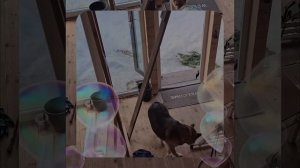 1000059179.mp4 (Собака наблюдает за устройством лестницы на 2-ой этаж в доме А-фрейм)
