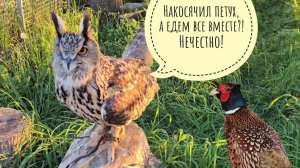 ГлавПетух заболел - срочно едем к Маркиной, везём фазана на анализы и почти всех сов на прививки