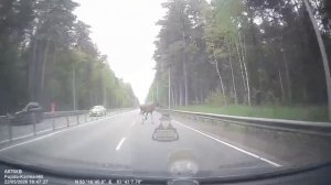 Лось на дороге в Барнауле