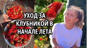 Как повысить урожай клубники и защитить её от болезней и вредителей