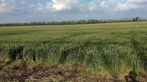 Поле засеяно молодой зеленой пшеницей, которая может быть как озимой, так и яровой