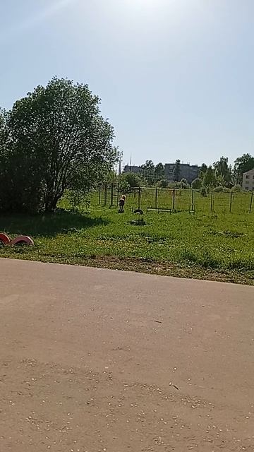 увидели коня. смотреть онлайн