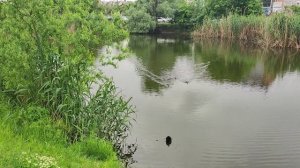 Пруд начинает обновляться, появился островок с листьями  водяных лилий.