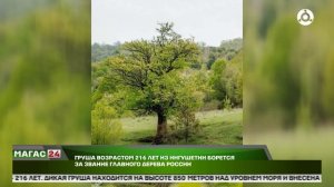 Дерево из Ингушетии претендует на победу во всероссийском конкурсе «Российское дерево года»
