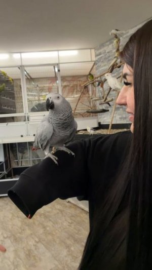 18-05-2026. Попугай 🦜 Жако.