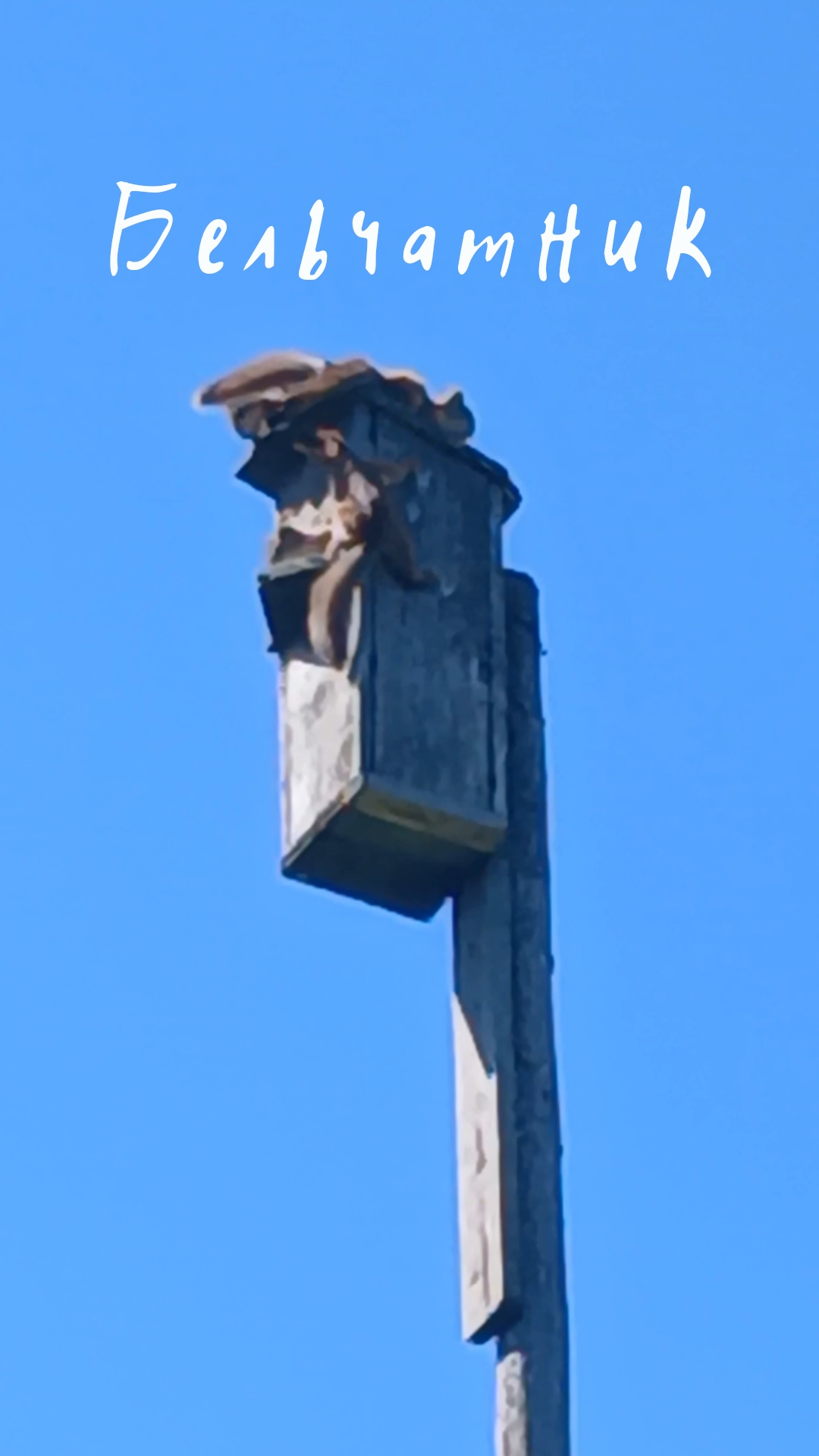 Бельчатник