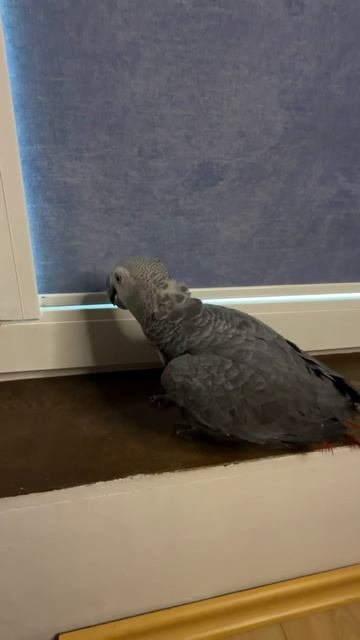 19-05-2026. Попугай 🦜 Жако. Привыкает к домашней обстановке. смотреть онлайн